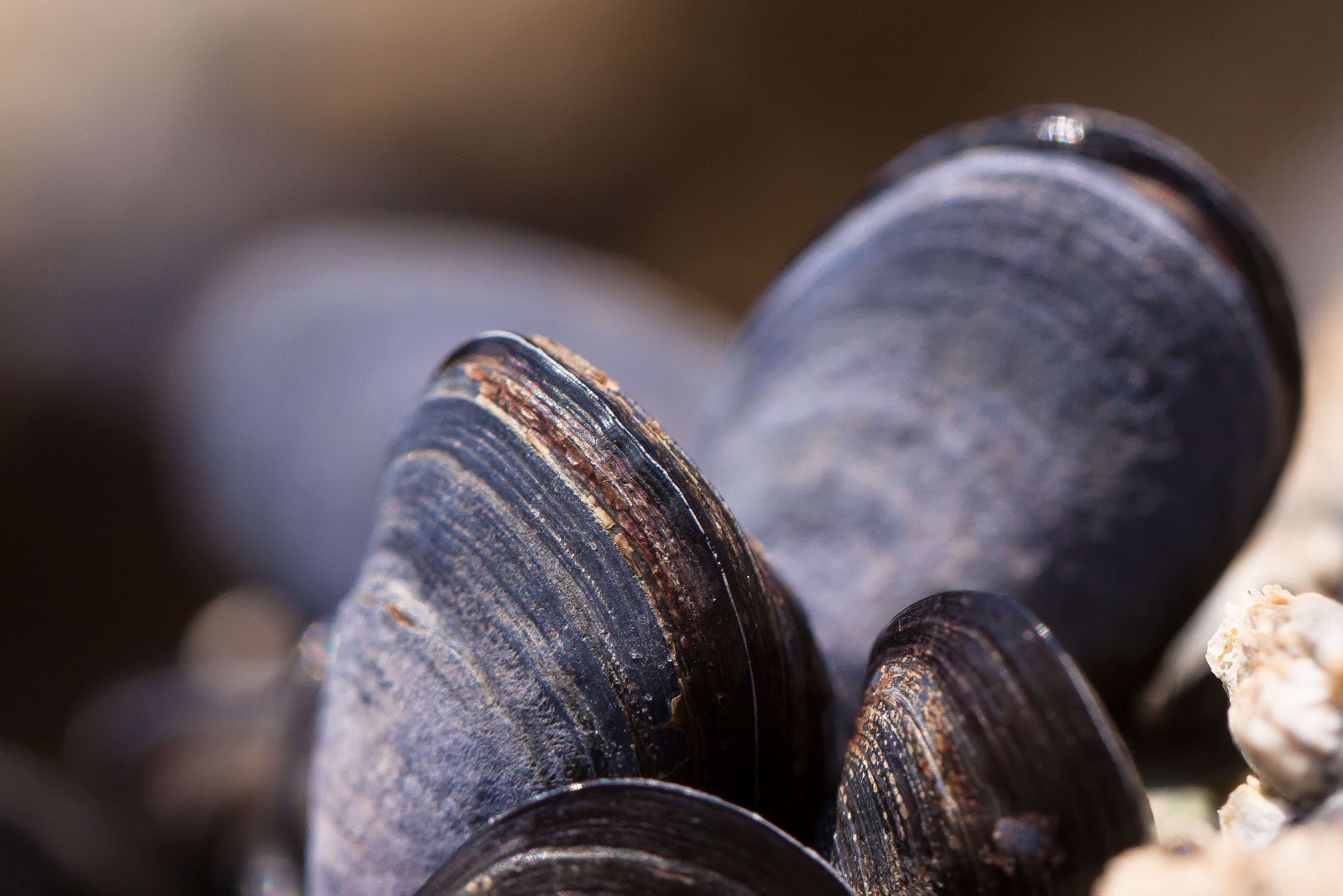 Mussel shells