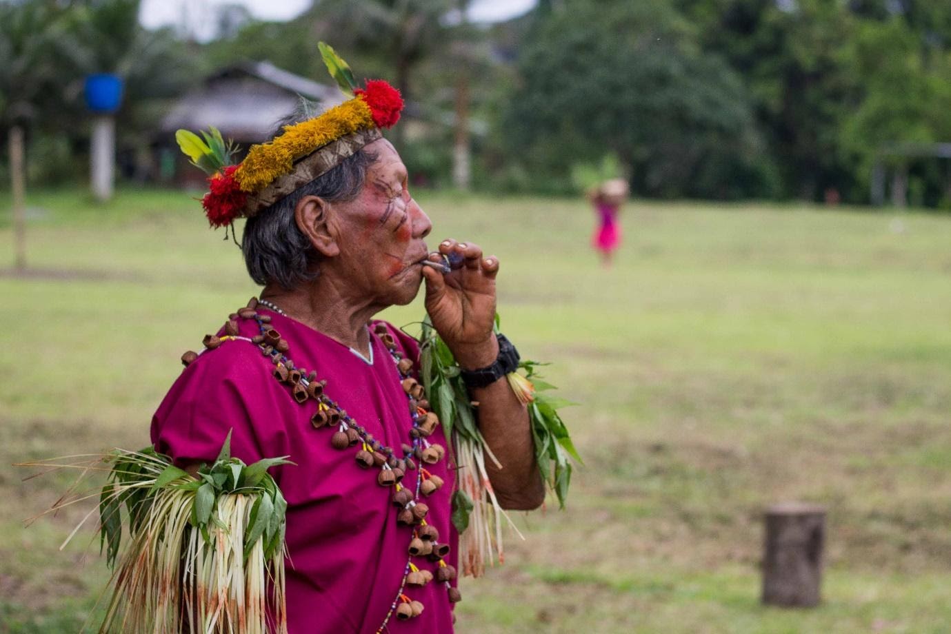 Siekopai elder.