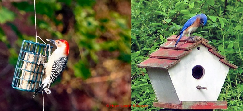 Two birds feeding - one with red colouring and one with blue