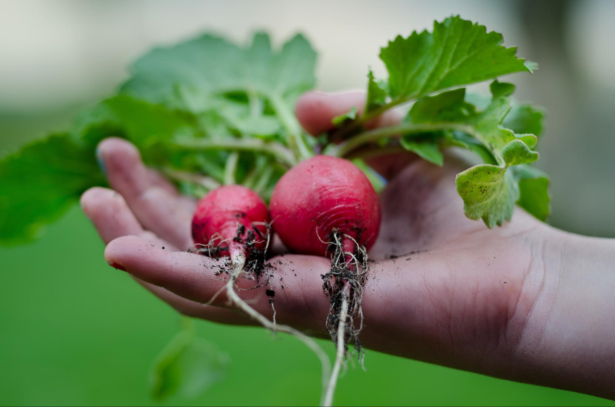 image for article What is regenerative agriculture and can it feed the world?