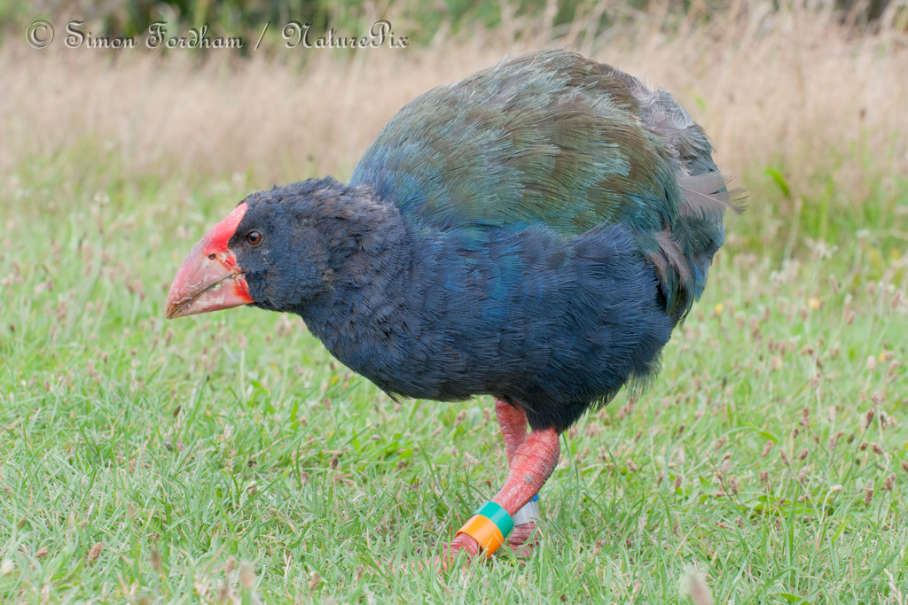 Rare bird with blue feathers