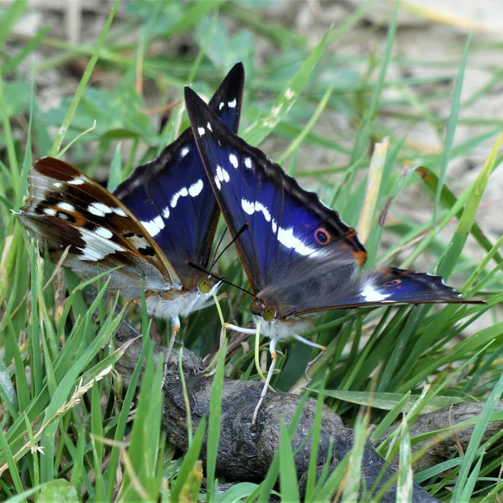 Blue butterflies