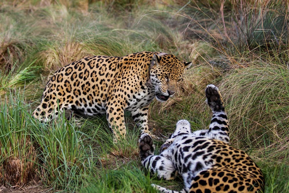 Leopards at play